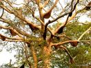 25 družin Apis dorsate na enem drevesu