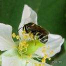 Čebela samotarka: Ceratina (Ceratinidia) sp