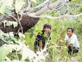 Lociranje čebeljih družin v naravi