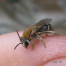 Čebela samotarka: Gnathonomia thoracica Smith 1875