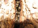Divje čebele - tudi v razpoki debla